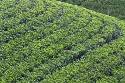 Tea plantation Stock Photos