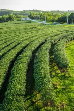 Tea plantation Stock Photos