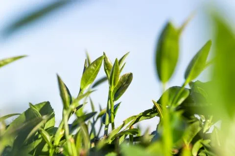 Tea plantation Stock Photos