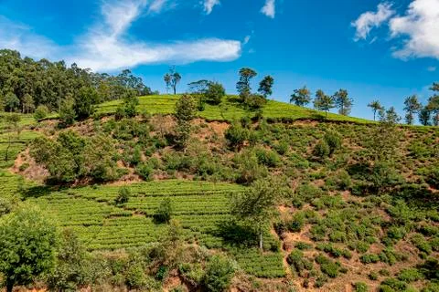 Tea plantation Stock Photos