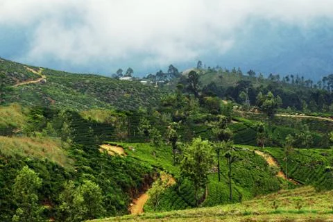 Tea plantation Stock Photos