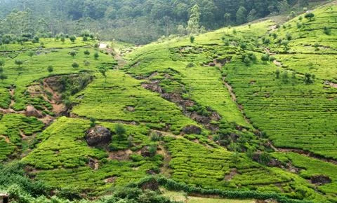 Tea plantation Foto stock