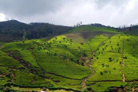 Tea plantation Foto stock