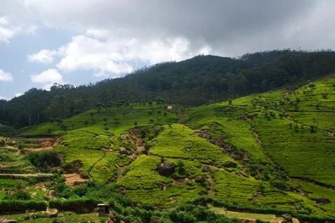 Tea plantation Stock Photos