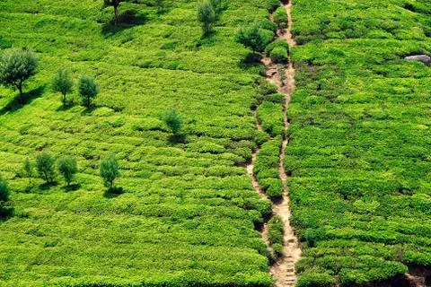 Tea plantation Foto stock