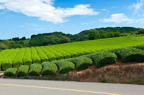 Tea plantation Foto stock