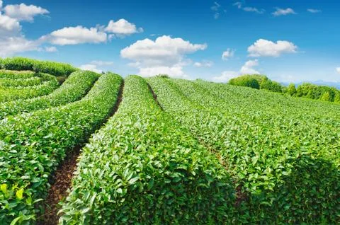 Tea plantation Photos