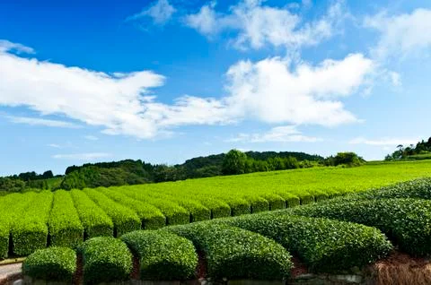 Tea plantation Foto stock