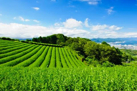 Tea plantation Stock Photos