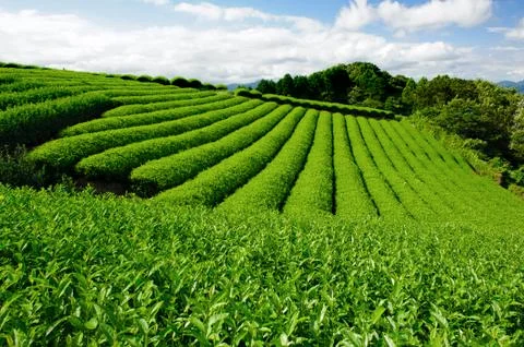 Tea plantation Foto stock