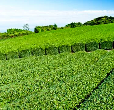 Tea plantation Stock Photos
