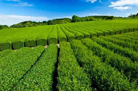 Tea plantation Foto stock