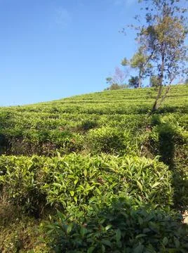 The tea plantation Stock Photos