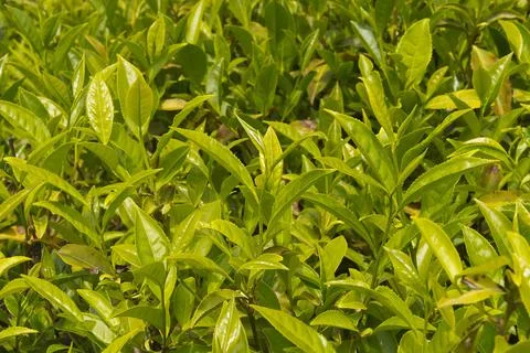 Tea on the plantation Stock Photos