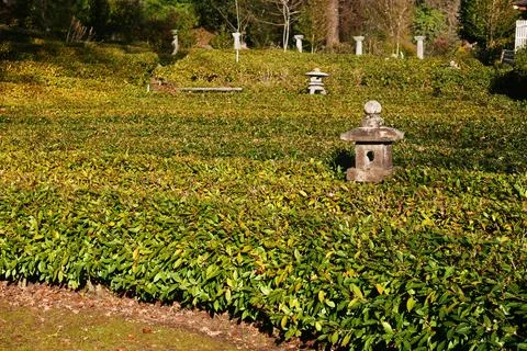 Tea Plantation Stock Photos