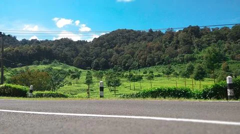 Tea plantation Stock Photos