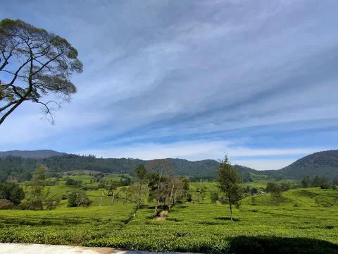 Tea plantation Foto stock