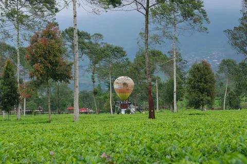 Tea plantation 库存照片