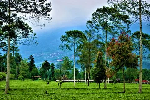 Tea plantation 库存照片