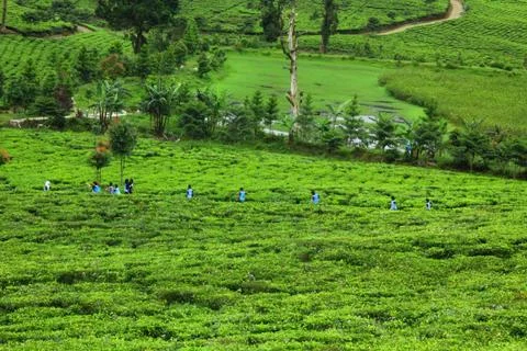 Tea plantation Foto stock
