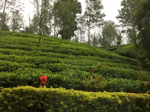 Tea plantation Stock Photos