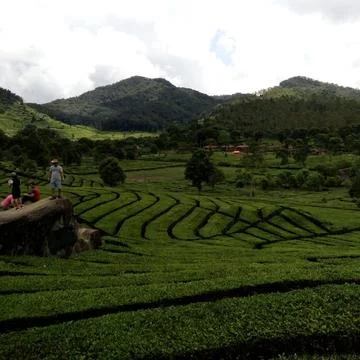 Tea Plantation 스톡 사진