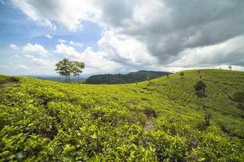 Tea Plantation Stock Photos