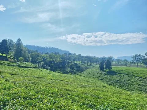 Tea plantation Stock Photos