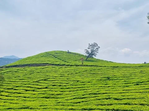 Tea plantation Stock Photos