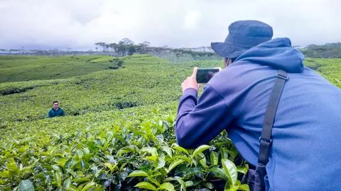 Tea plantation 写真素材
