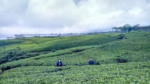 Tea plantation Stockfoto's