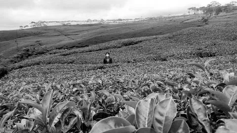 Tea plantation Stock Photos