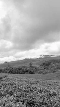 Tea plantation 스톡 사진