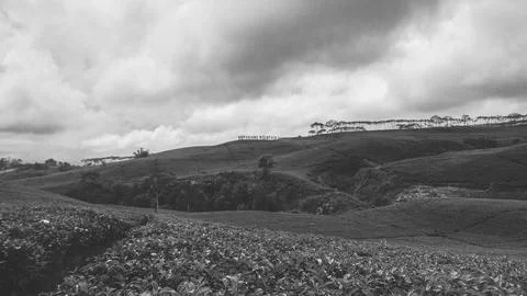 Tea plantation 写真素材