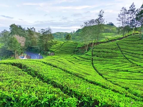 Tea plantation 写真素材