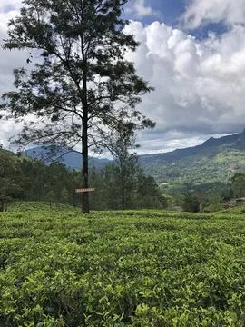 Tea plantation Stock Photos