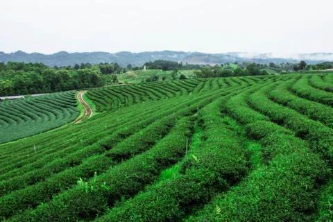 Tea plantation with a refreshing. 스톡 사진