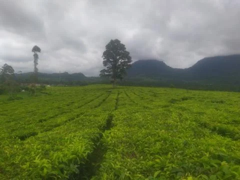 Tea Plantation Rows with Single Tree in Mountain Area Stock Photos