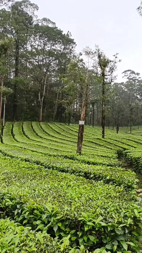 Tea Plantation - slow view Video stock 238682891