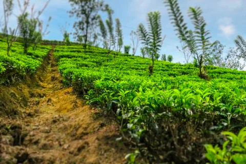 Tea plantation Sri Lanka Stock Photos
