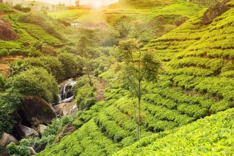 Tea plantation sunset Stock Photos