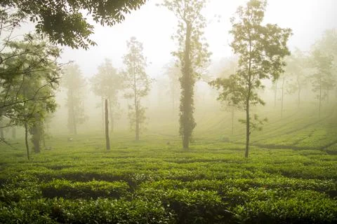 A tea plantation surrounded by mist Stock Photos