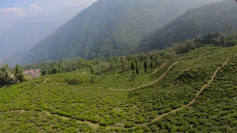 Tea Plantation in tea garden drone view. aerial video of green bushes of tea Stock Footage 168980428