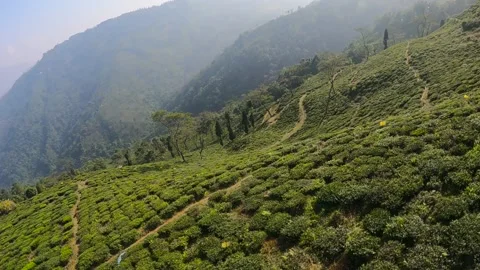 Tea Plantation in tea garden drone view. aerial video of green bushes of tea 스톡 동영상 168980701