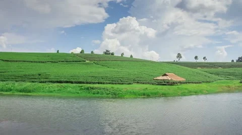 Tea plantation in Thailand Stock Footage 55577008