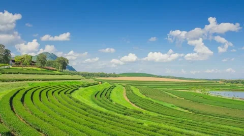 Tea plantation in Thailand. Stock Footage 55620130
