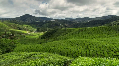 Tea Plantation timelapse Stock Footage 36041086