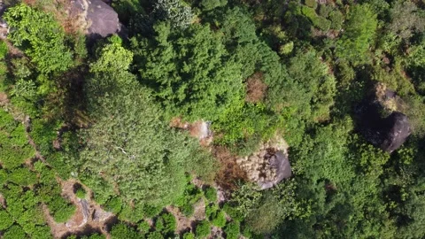 Tea plantation top down view to horizontal drone Stock Footage 171141520