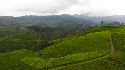 Tea plantation on top of mountain. Stock Footage 317128955