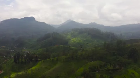 Tea plantation on top of mountain. Tea estate landscape, Sri Lanka. Stockbeeldmateriaal 310774731